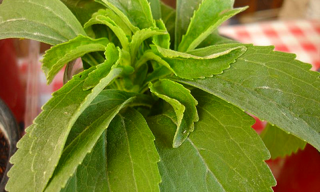 Stevia1